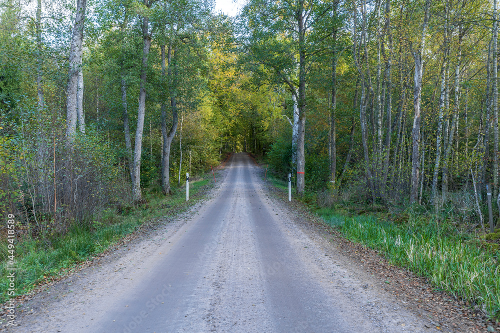 Naklejka premium A road and fall colors at a Swedish woods in the autumn season