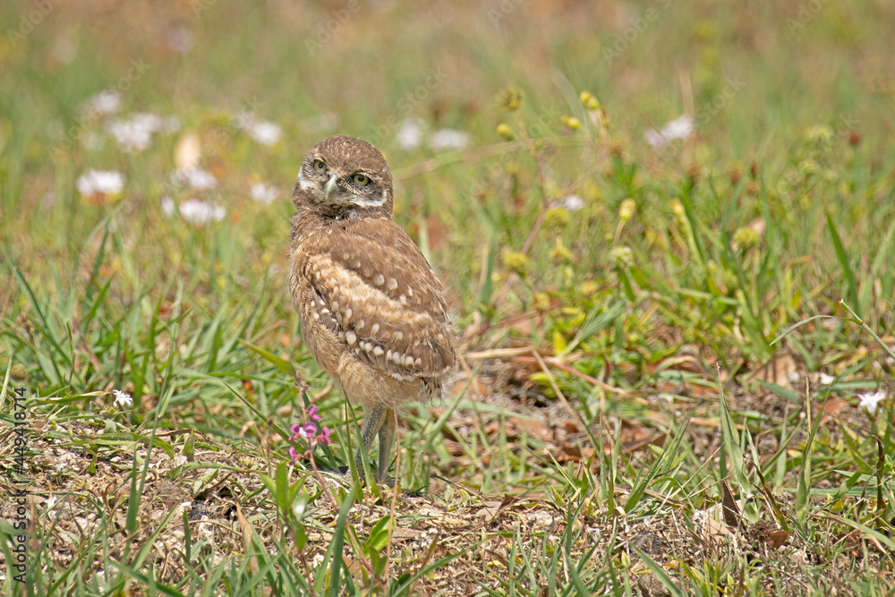 Florida Burrowing Owl is one of the smallest owls in North America. It can reach a length of nine inches with a wingspan of 21 inches. Florida Burrowing Owl is one of the smallest owls in North America. It can reach a length of nine inches with a wingspan of 21 inches.