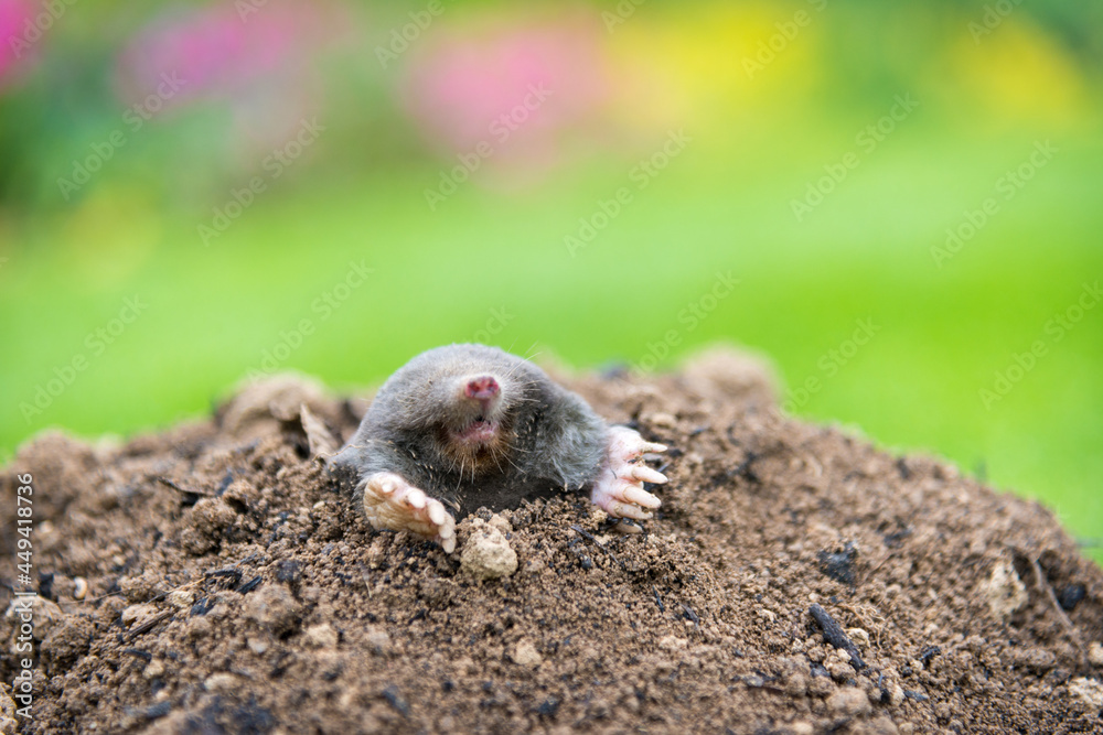 Mole crawling out of the tunnel - making damge to the lawn Mole crawling out of the tunnel - making damge to the lawn