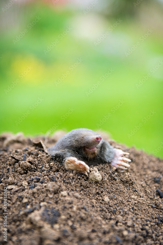 Mole crawling out of the tunnel - making damge to the lawn Mole crawling out of the tunnel - making damge to the lawn