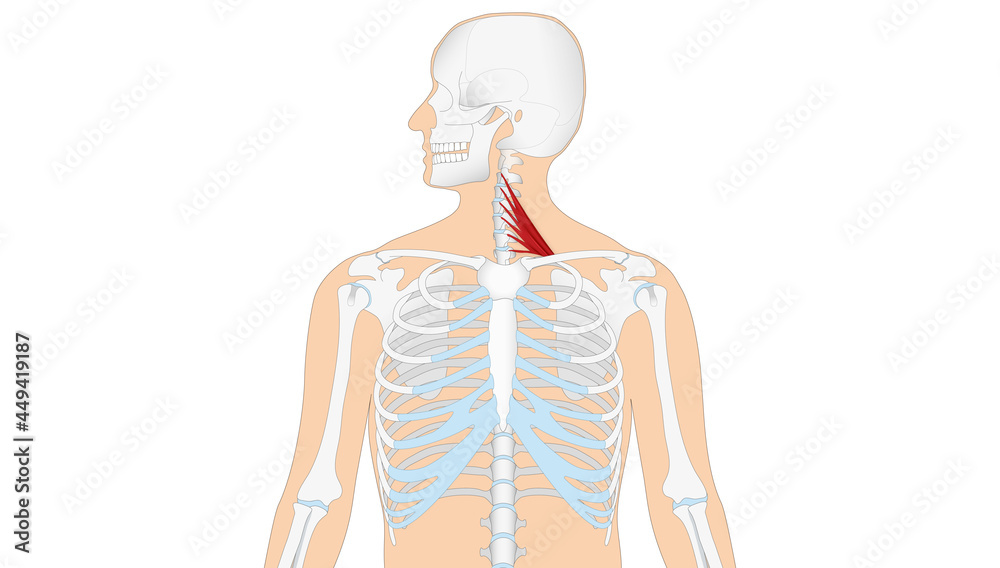 Fototapeta premium Anatomie - Muskulatur des Menschen - Musculi scaleni
