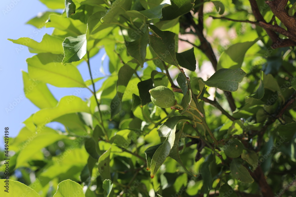 green leaves and lemons on a tree green leaves and lemons on a tree