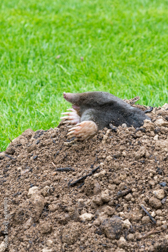 Mole crawling out of the tunnel - making damge to the lawn