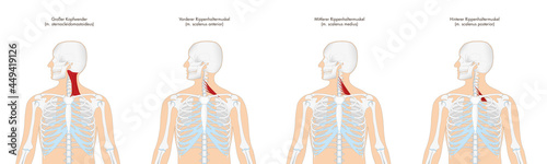 Anatomie - Muskulatur des Menschen - Halsmuskulatur mit deutscher Beschriftung photo
