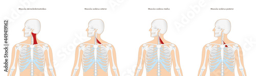 Anatomie - Muskulatur des Menschen - Halsmuskulatur mit lateinischer Beschriftung
