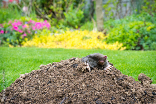 Mole crawling out of the tunnel - making damge to the lawn photo