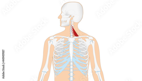 Anatomie - Muskulatur des Menschen - Musculi scaleni photo