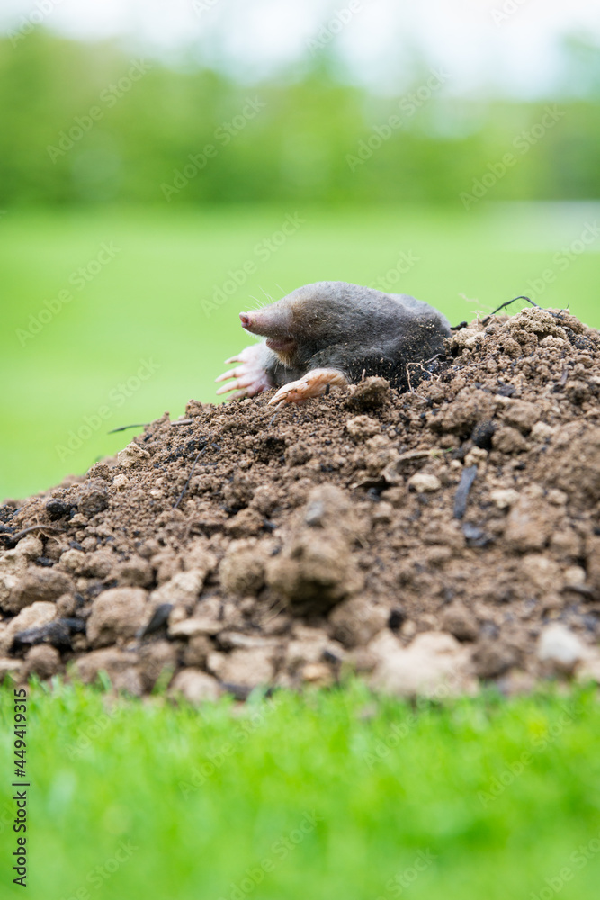 Mole crawling out of the tunnel - making damge to the lawn Mole crawling out of the tunnel - making damge to the lawn