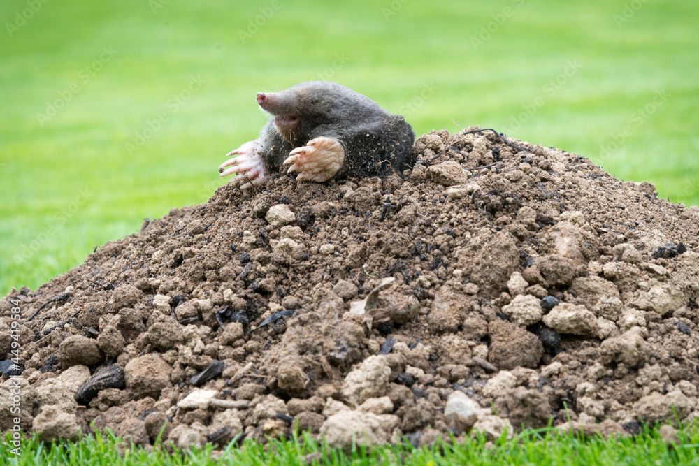 Mole on the top of the mole hill Mole on the top of the mole hill