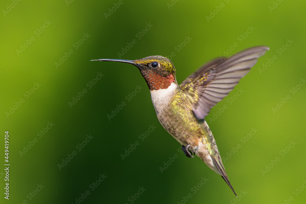 Fototapeta premium Ruby-throated Hummingbird