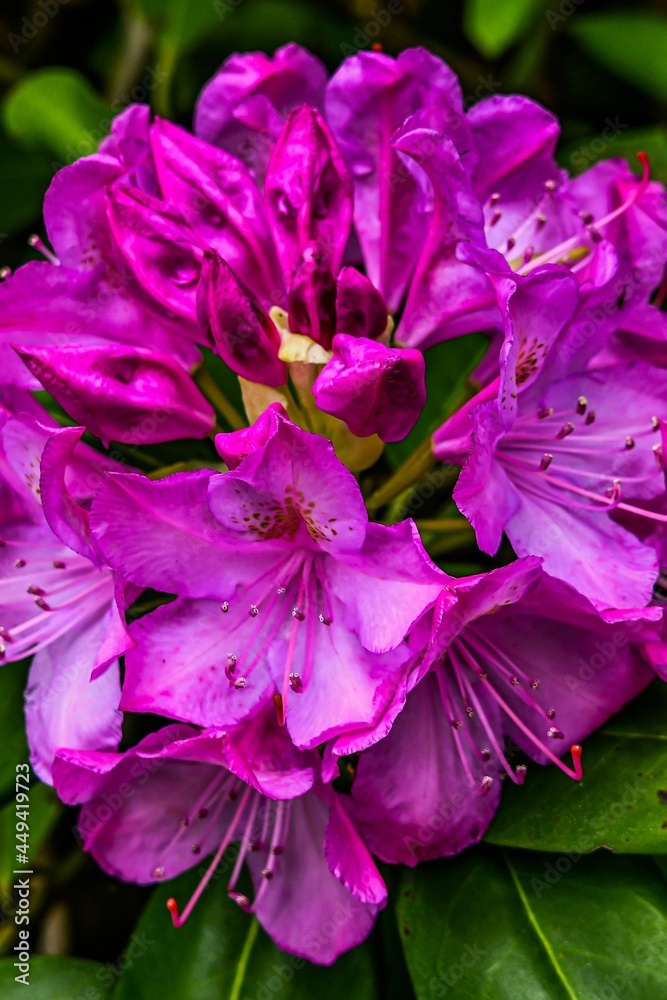 Photo of Rhododendron in Full Bloom