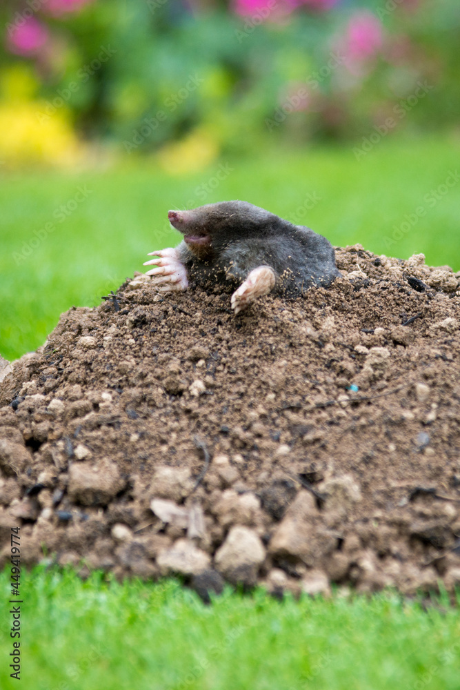 Mole on the top of the mole hill