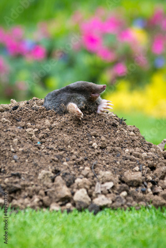 Mole on the top of the mole hill