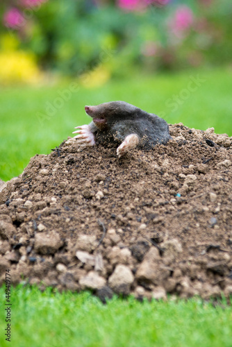 Mole on the top of the mole hill © kubais