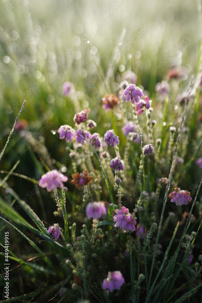 Obraz premium Purple flowers in a field in the morning, close up background
