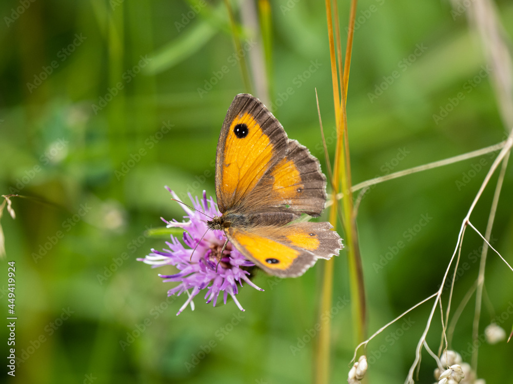 Female Gatekeeper Butterfly Feeding on Knapweed Female Gatekeeper Butterfly Feeding on Knapweed