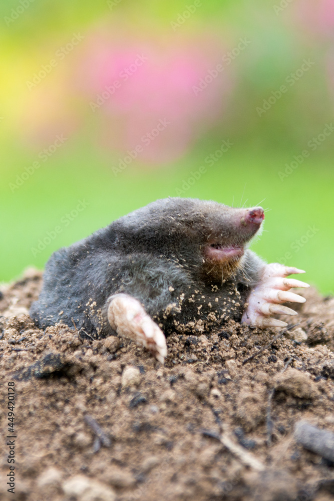 Mole on the top of the mole hill Mole on the top of the mole hill