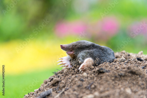 Mole on the top of the mole hill © kubais