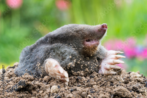 Mole on the top of the mole hill