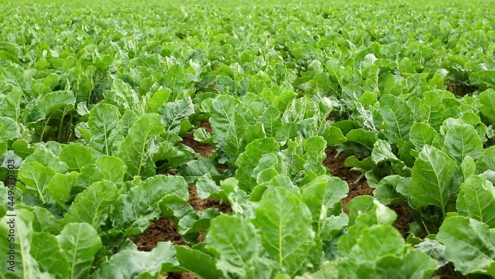 Panning shot of the neatly-organized, green veggies in a vegetable garden Panning shot of the neatly-organized, green veggies in a vegetable garden