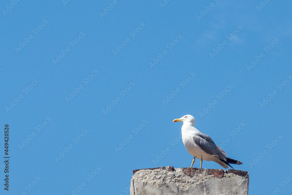 seagulls on the streets of the seaside town