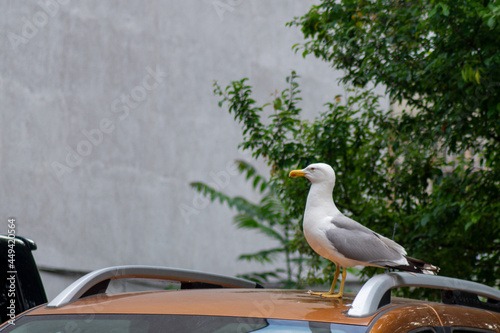 seagulls on the streets of the seaside town