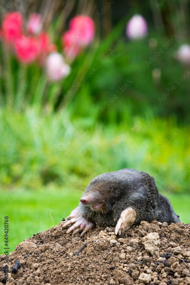 Mole peeking from the mole hill in the garden Mole peeking from the mole hill in the garden