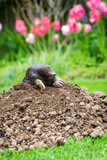 Mole peeking from the mole hill in the garden