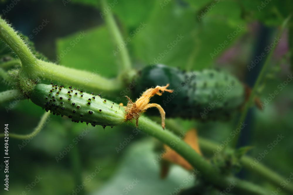 Naklejka premium Small unripe cucumber gherkin with black thorns and a flower on a branch