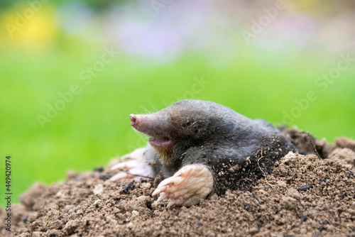 Mole peeking from the mole hill in the garden