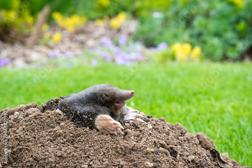 Mole peeking from the mole hill in the garden © kubais