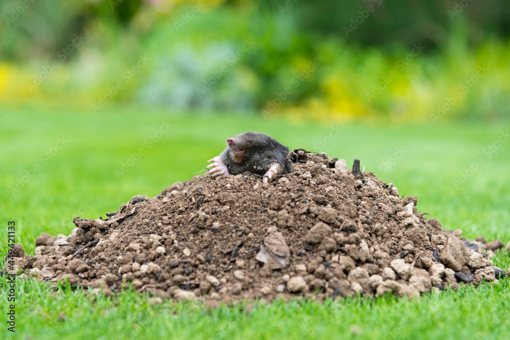 Mole peeking from the mole hill in the garden Mole peeking from the mole hill in the garden