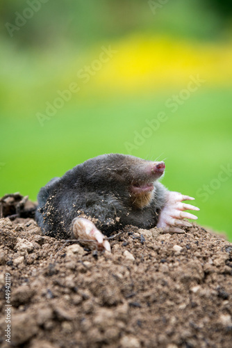 Mole peeking from the mole hill in the garden © kubais