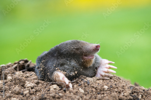 Mole peeking from the mole hill in the garden