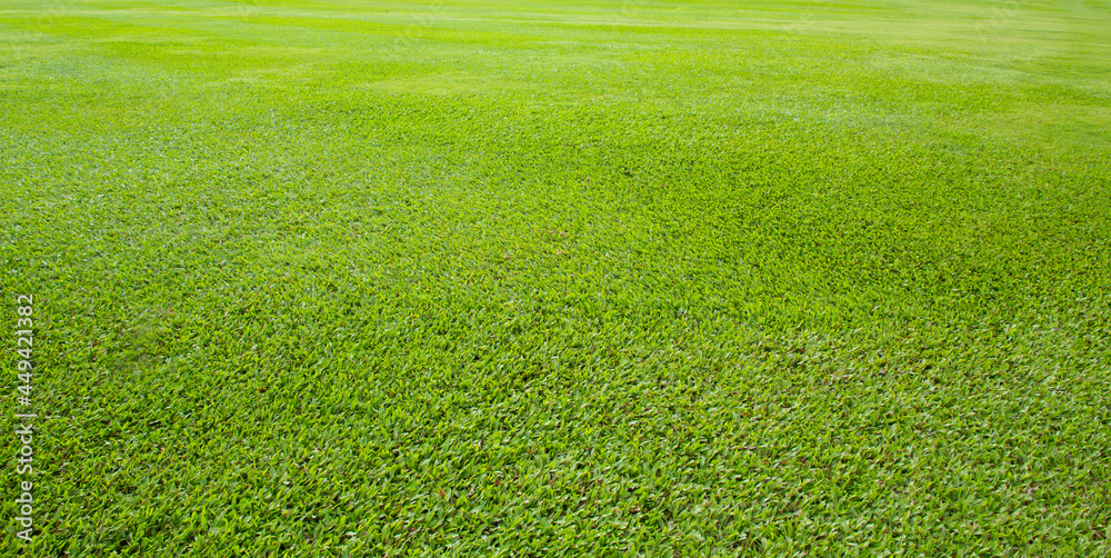 Green meadow grass field from outdoor park Green meadow grass field from outdoor park