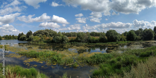 A summer walk through the forest, a beautiful panorama.