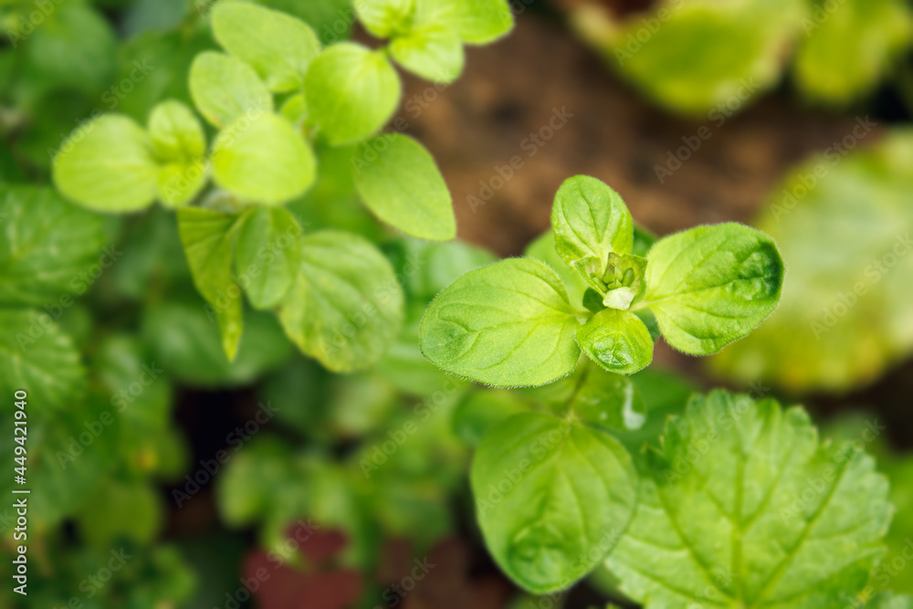 Young sprout of thyme in the ground, medicinal herb in nature Young sprout of thyme in the ground, medicinal herb in nature