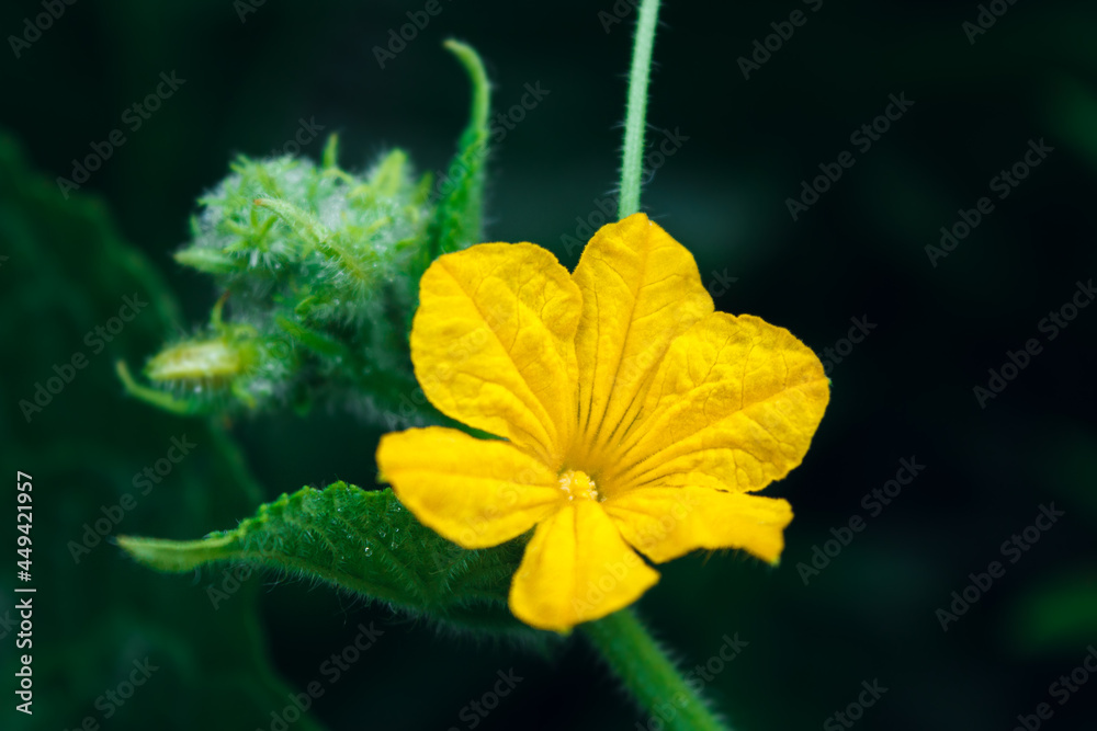 Yellow cucumber flower on a branch close up with blurred background and place for text Yellow cucumber flower on a branch close up with blurred background and place for text