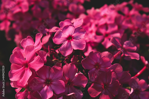 Bright stylish atmospheric background with pink phlox flowers with blurred background and place for text