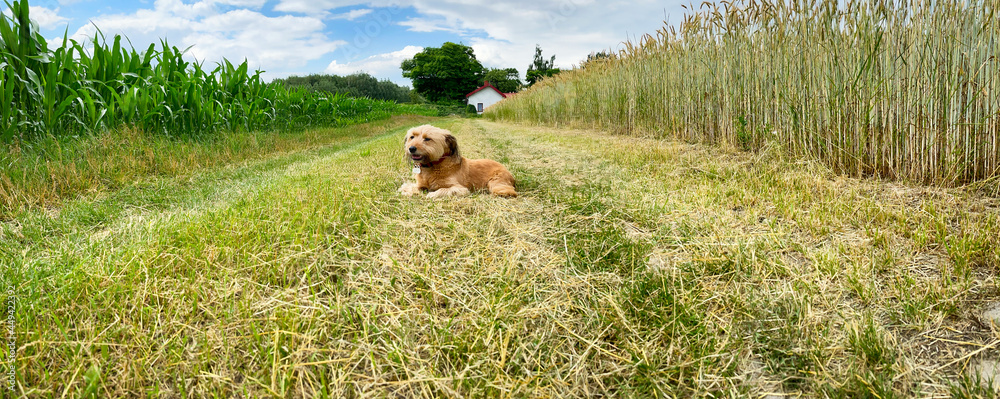  Pies na polnej drodze wśród upraw rolnych. Obszary wiejskie z uprawami rolnymi w okresie lata. - obrazy, fototapety, plakaty 