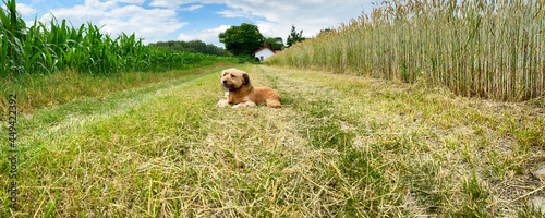  Pies na polnej drodze wśród upraw rolnych. Obszary wiejskie z uprawami rolnymi w okresie lata.