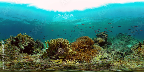 Coral Reef and Fishes Underwater. Underwater fish reef marine. Tropical colorful underwater seascape with coral reef. Philippines. 360 panorama VR