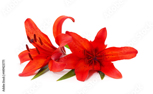 Two red lilies.