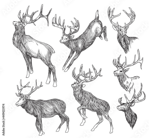 Hand drawn deer collection black and white hand drawing sketch