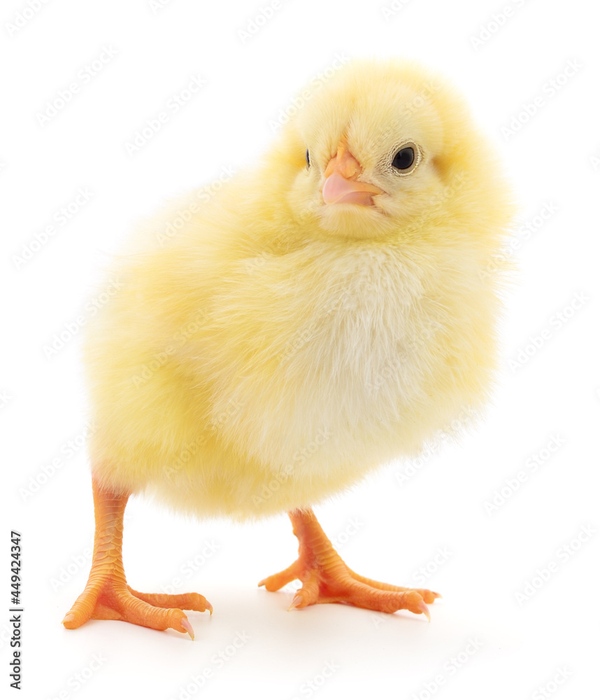 Fototapeta premium Small yellow chicken