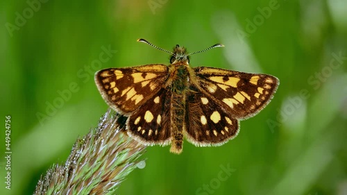 Chequered skipper (Carterocephalus palaemon), arctic brown orange butterfly perching on grass photo