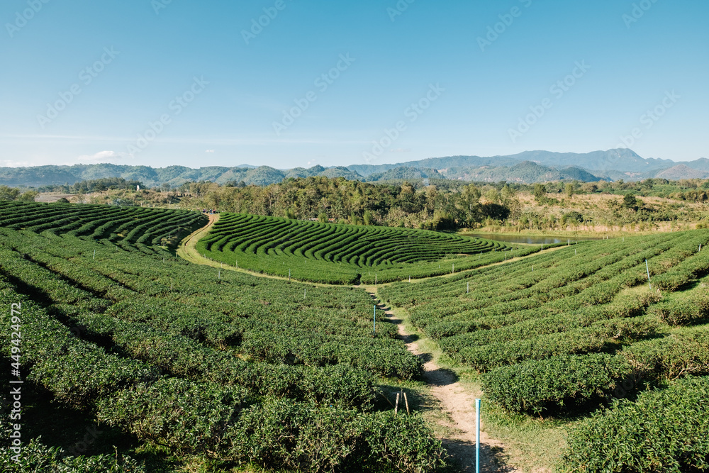 tea farm field stairway in sunlight