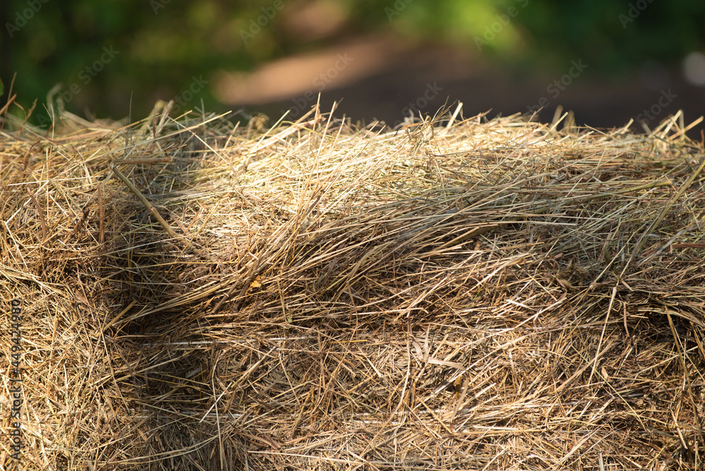 beautiful background of hay in the foreground and blurred trees in the background beautiful background of hay in the foreground and blurred trees in the background