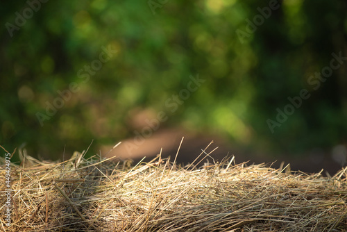 beautiful background of hay in the foreground and blurred trees in the background