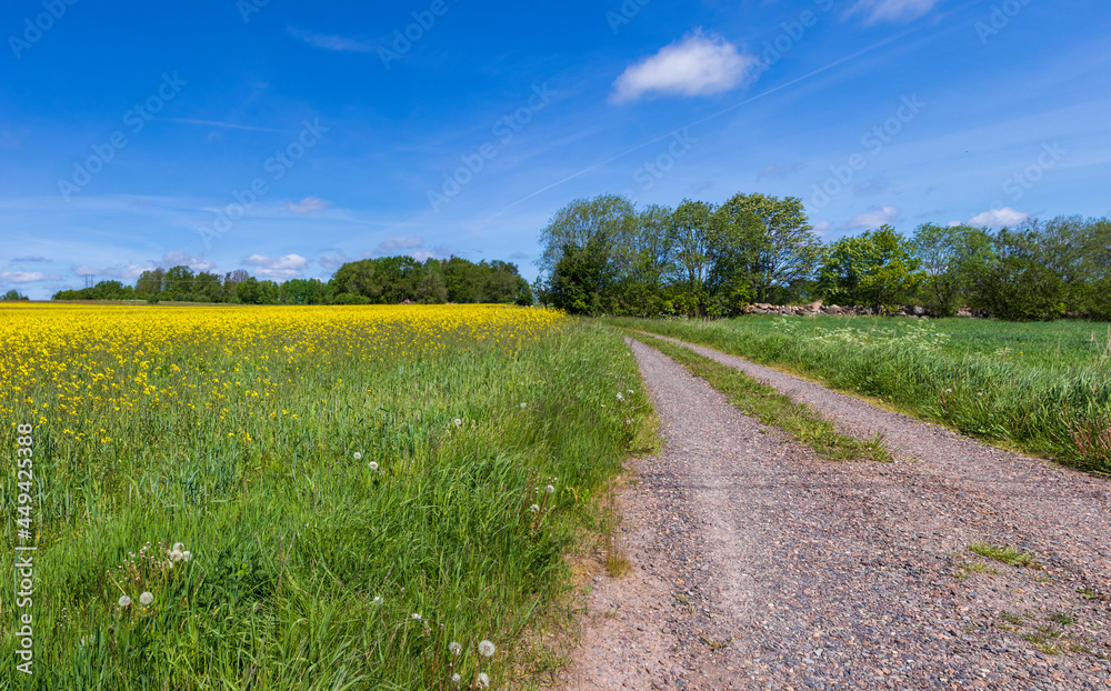 A rapeseed field in Sweden during late spring A rapeseed field in Sweden during late spring
